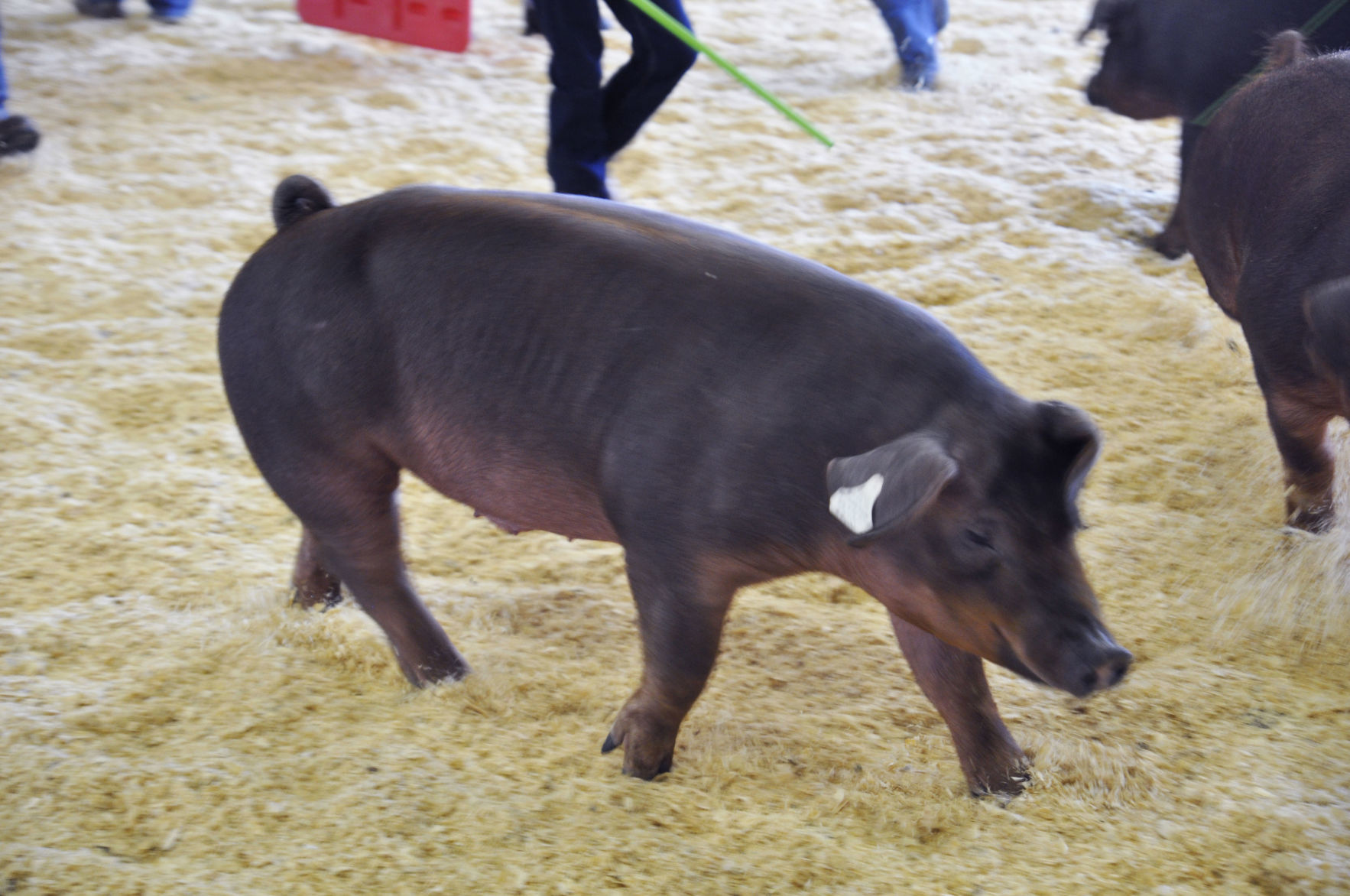 Walworth County Fair 14